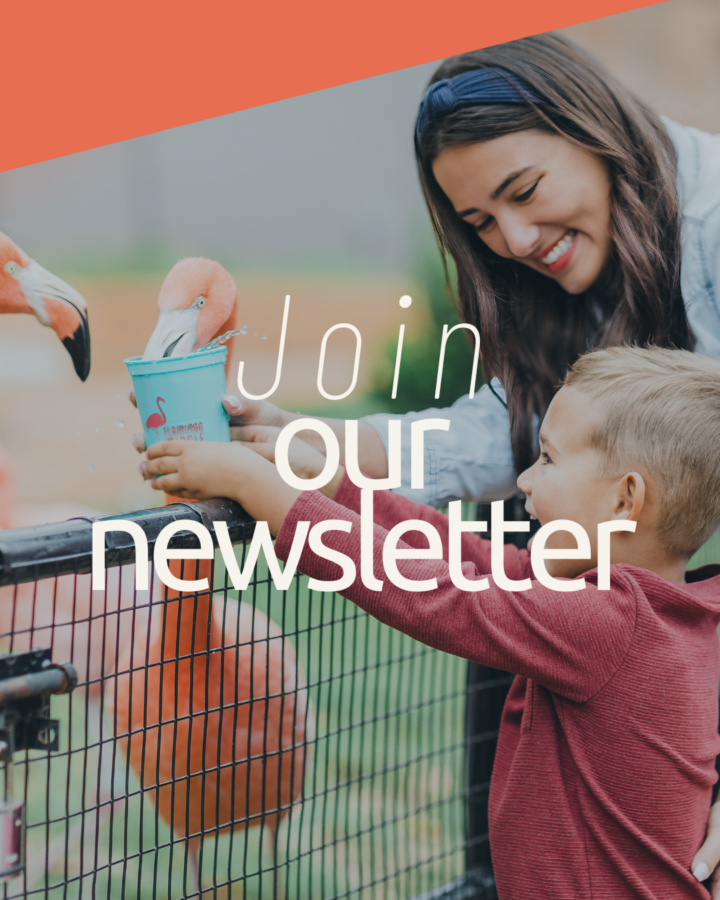 Copy of share your adventures-3 Image of mother and son feeding flamingo at OKC Zoo with text suggesting viewer to join the newsletter